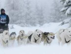 Yeti na Mistrzostwa Europy w wyścigach psich zaprzęgów